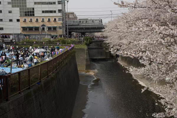 目黒川桜満開 さくらまつり
