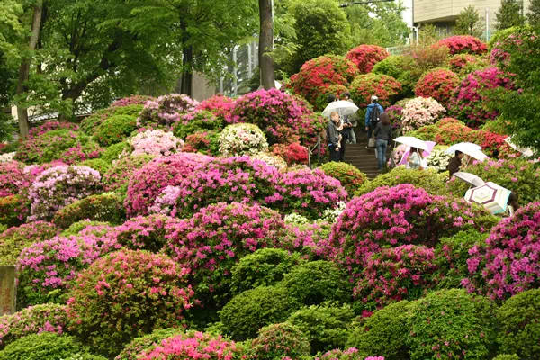根津神社 つつじまつり