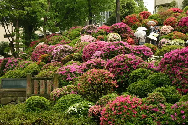根津神社 つつじまつり