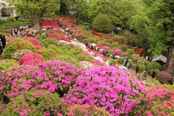 根津神社 つつじまつり