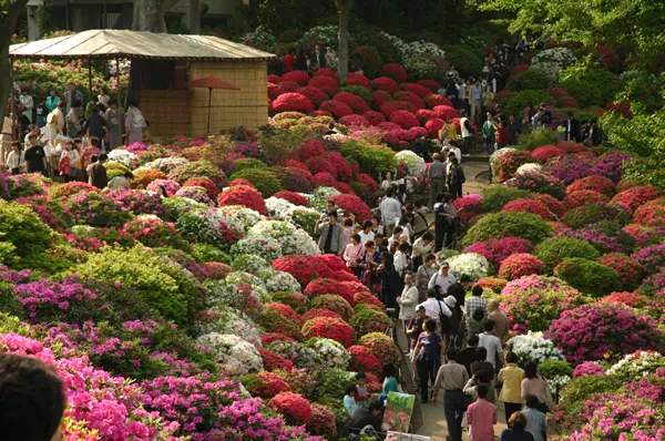 根津神社 つつじまつり