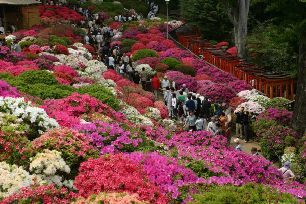 根津神社 つつじまつり