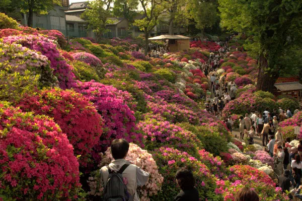 根津神社 つつじまつり