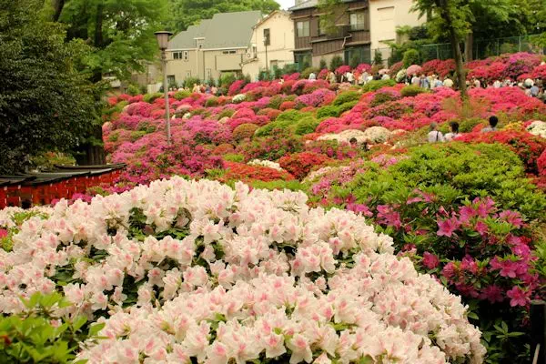 根津神社 つつじまつり