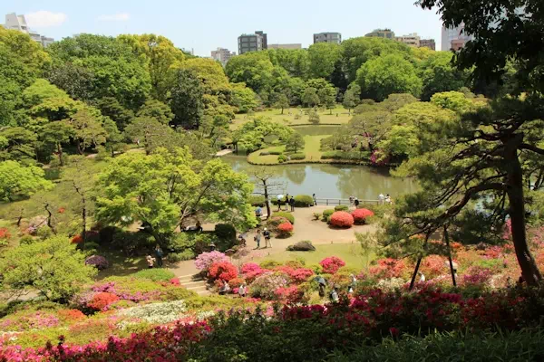 六義園 藤代峠のヤマツツジが満開に