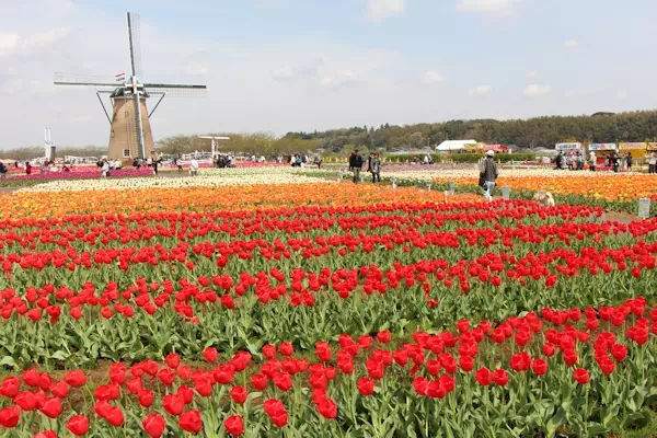 佐倉チューリップフェスタ
