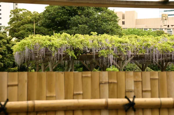 芝離宮恩賜庭園の藤開花