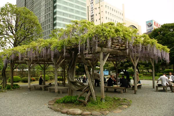 芝離宮恩賜庭園の藤開花