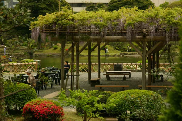 芝離宮恩賜庭園の藤開花