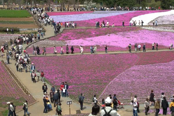 秩父の芝桜（埼玉県秩父市）