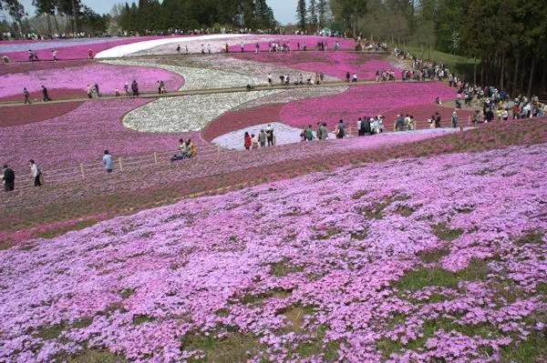 秩父の芝桜（埼玉県秩父市）
