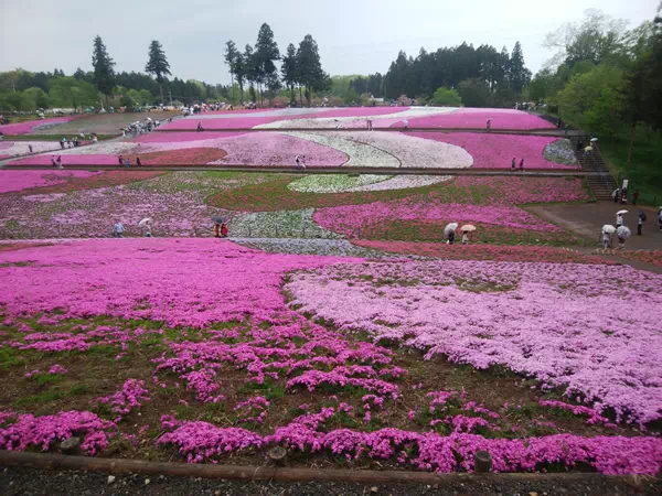 秩父の芝桜（埼玉県秩父市）