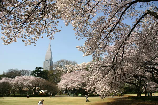 新宿御苑で桜が満開に