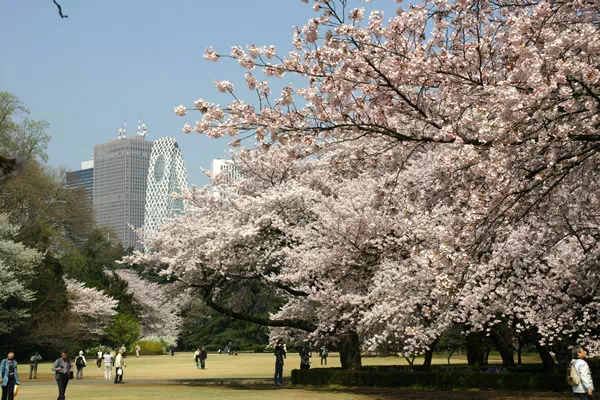 新宿御苑で桜が満開に