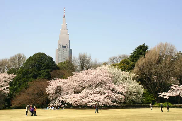 新宿御苑で桜が満開に