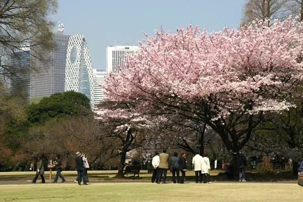 新宿御苑で桜が満開に