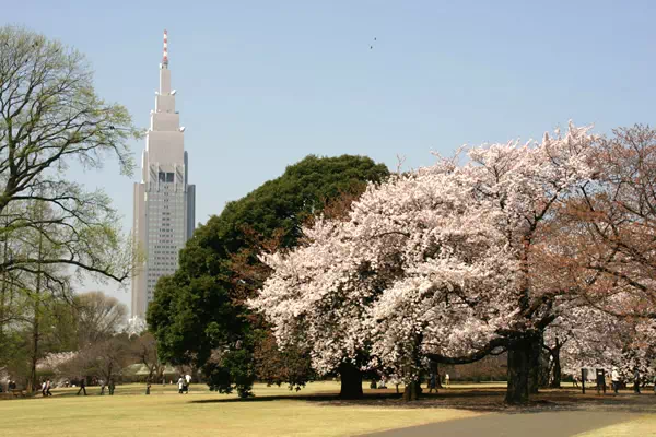 新宿御苑で桜が満開に