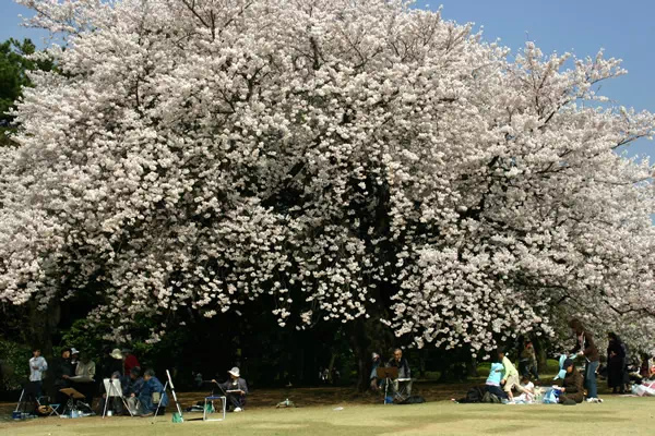 新宿御苑で桜が満開に