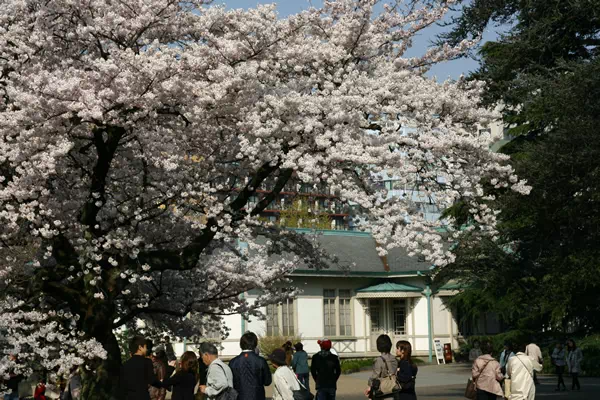新宿御苑で桜が満開に