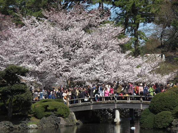 新宿御苑で桜が満開に