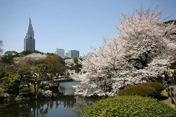 新宿御苑で桜が満開に