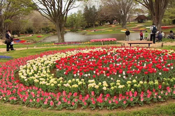 昭和記念公園 チューリップが見頃に