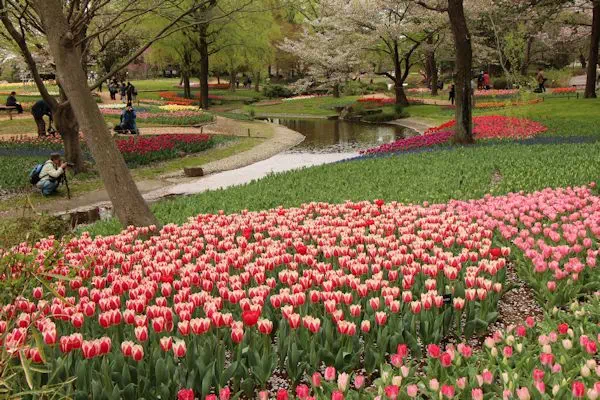 昭和記念公園 チューリップが見頃に