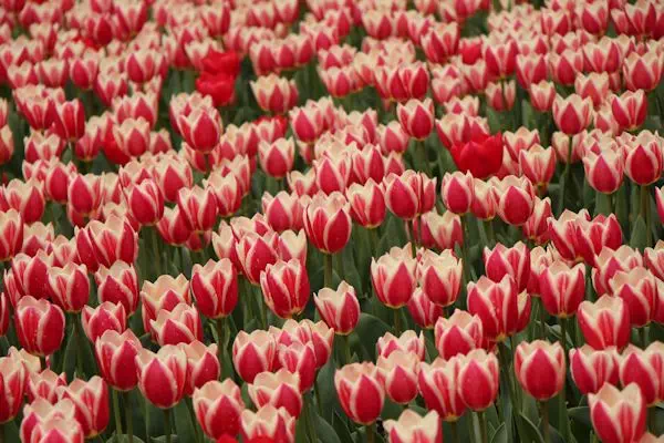 昭和記念公園 チューリップが見頃に