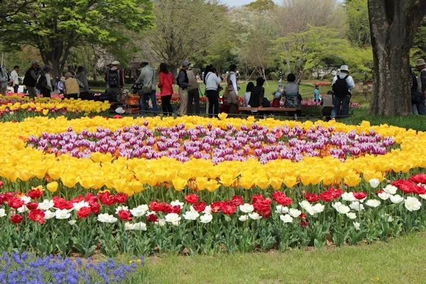 昭和記念公園 チューリップが見頃に