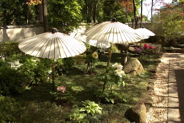 上野東照宮 春ぼたん