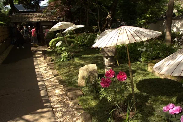 上野東照宮 春ぼたん