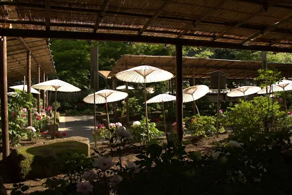 上野東照宮 春ぼたん