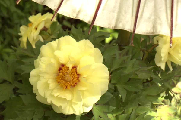 上野東照宮 春ぼたん