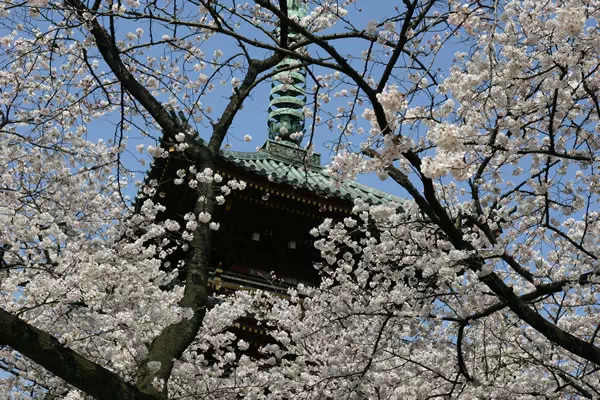 上野の桜 上野恩賜公園 桜並木