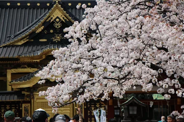 上野の桜 上野恩賜公園 桜並木