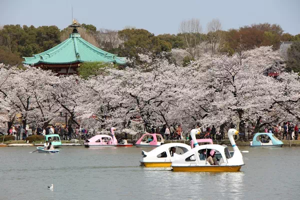 上野の桜 上野恩賜公園 桜並木
