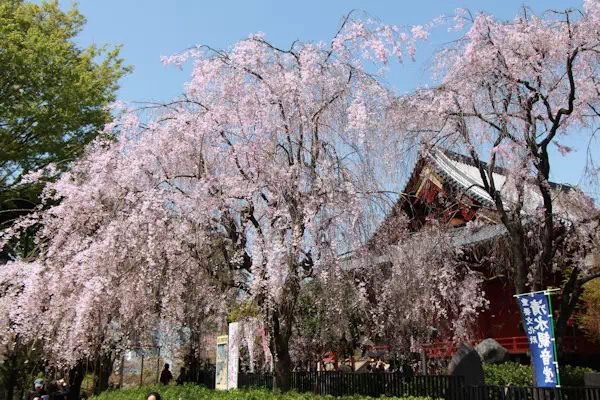 上野の桜 上野恩賜公園 桜並木