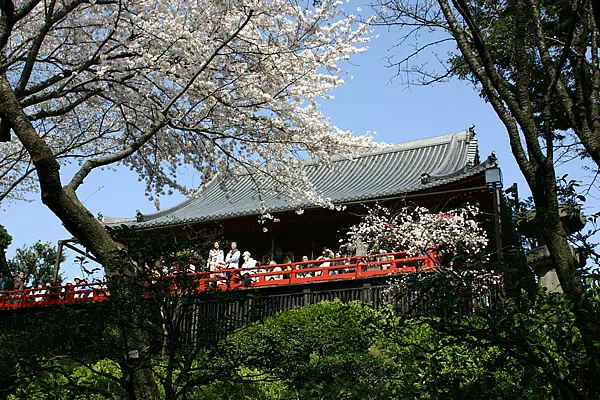 上野の桜 上野恩賜公園 桜並木