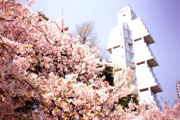 上野の桜 上野恩賜公園 桜並木