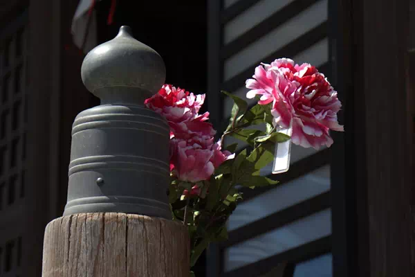 箭弓稲荷神社 ぼたんまつり