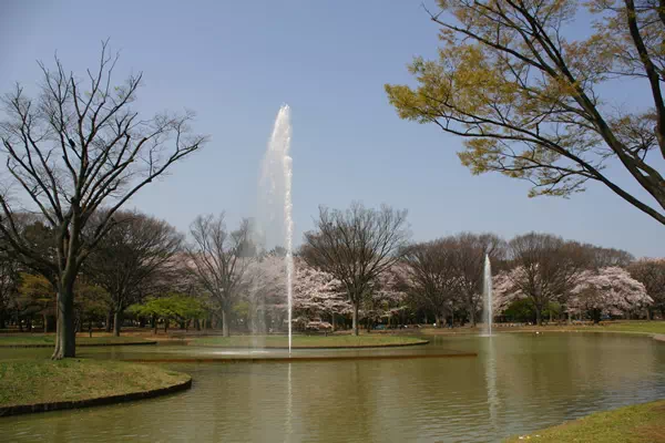代々木公園 満開の桜と花見
