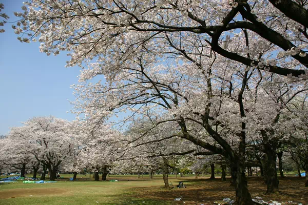 代々木公園 満開の桜と花見