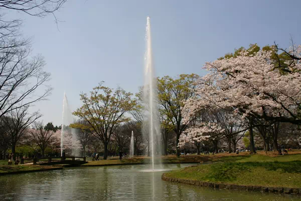 代々木公園 満開の桜と花見