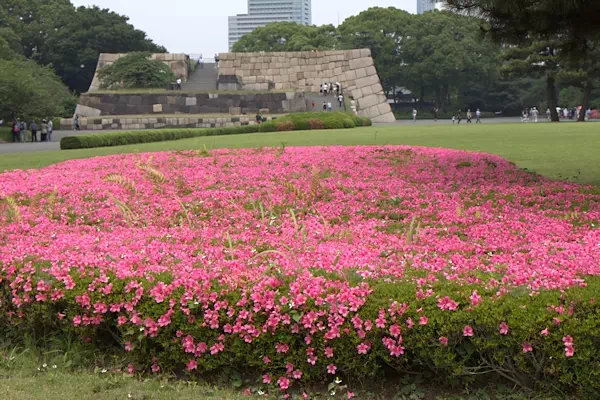 皇居東御苑でサツキが見頃に