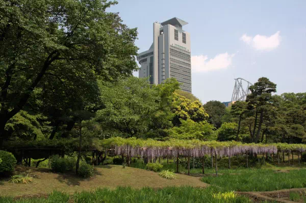 小石川後楽園の藤