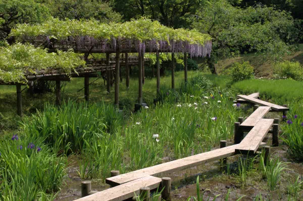 小石川後楽園の藤