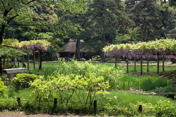 小石川後楽園の藤