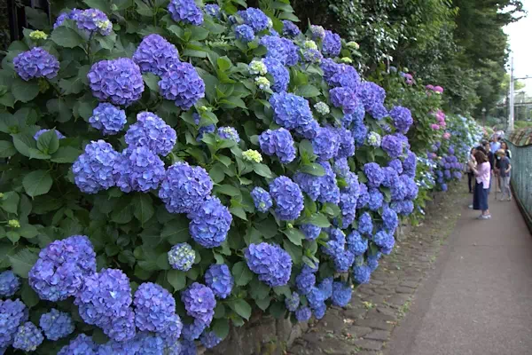 王子 飛鳥山公園 あじさい小径（こみち）