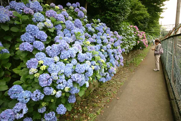 王子 飛鳥山公園 あじさい小径（こみち）