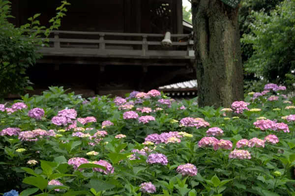 白山神社 文京あじさいまつり